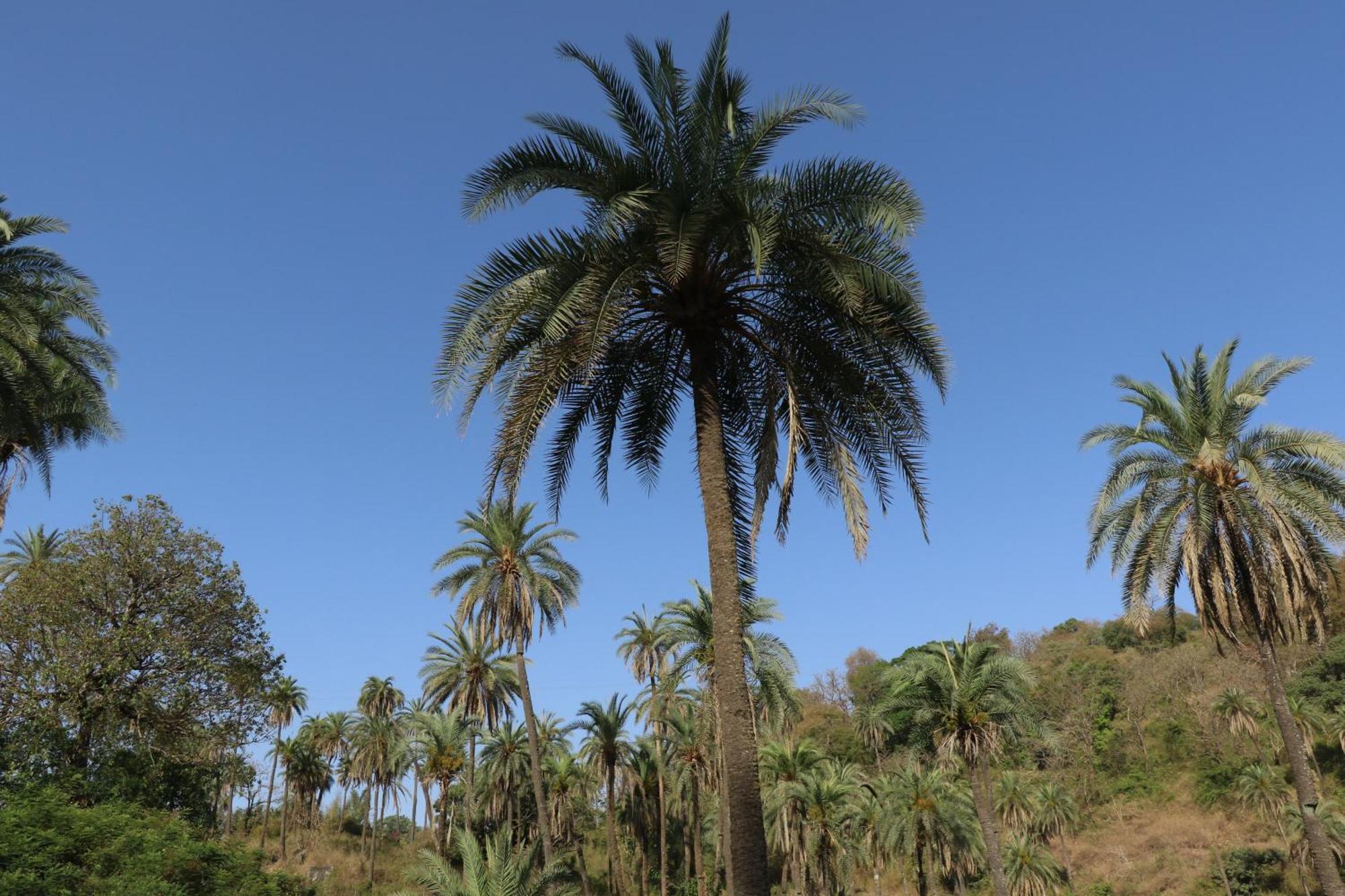 Hari Niwas - A Boutique Garden Resort Mount Abu Buitenkant foto